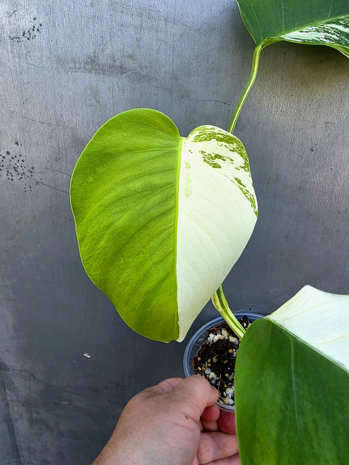 Variegated Monstera Albo Half-Moon Leaf Plant - Albo Borsigiana (June-29-13)