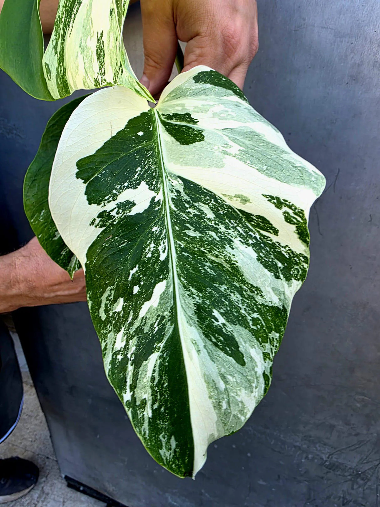 Variegated Monstera Albo - Rare White Monstera Borsigiana (June-29-15)