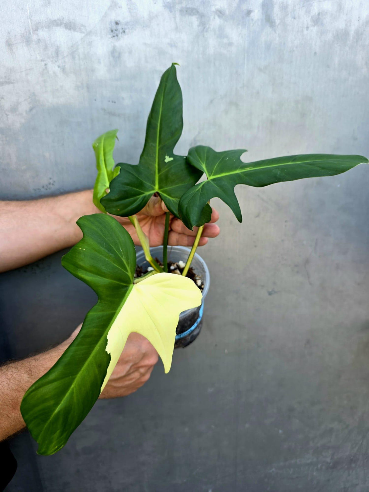 Variegated Golden Dragon Philodendron - EXACT Plant -(June-29-20)