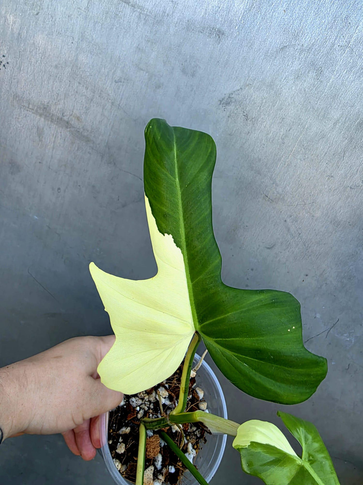 Variegated Golden Dragon Philodendron - EXACT Plant -(June-29-20)