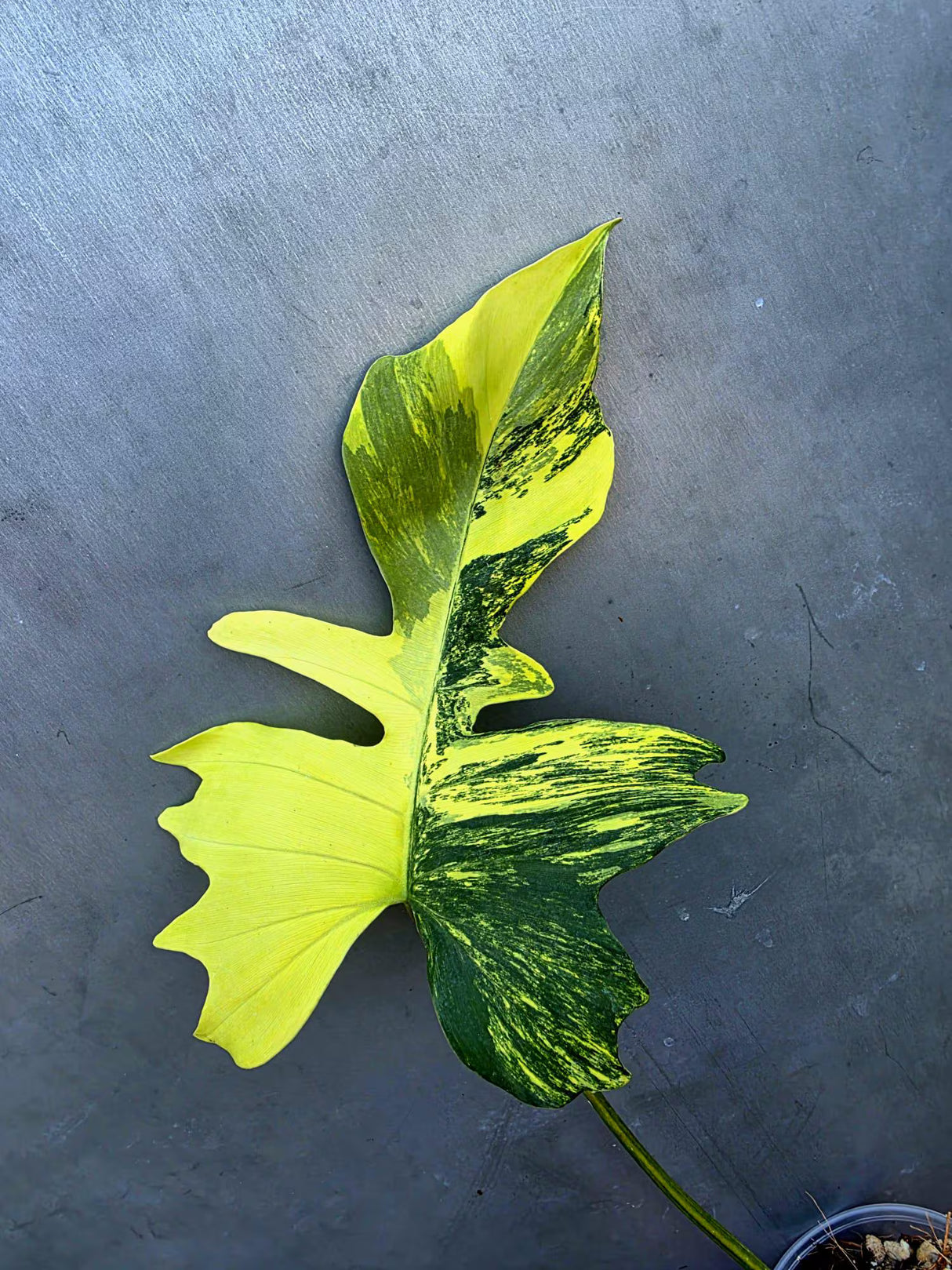 Variegated Philodendron Florida Beauty x Mayoi (June-29-16-ER )