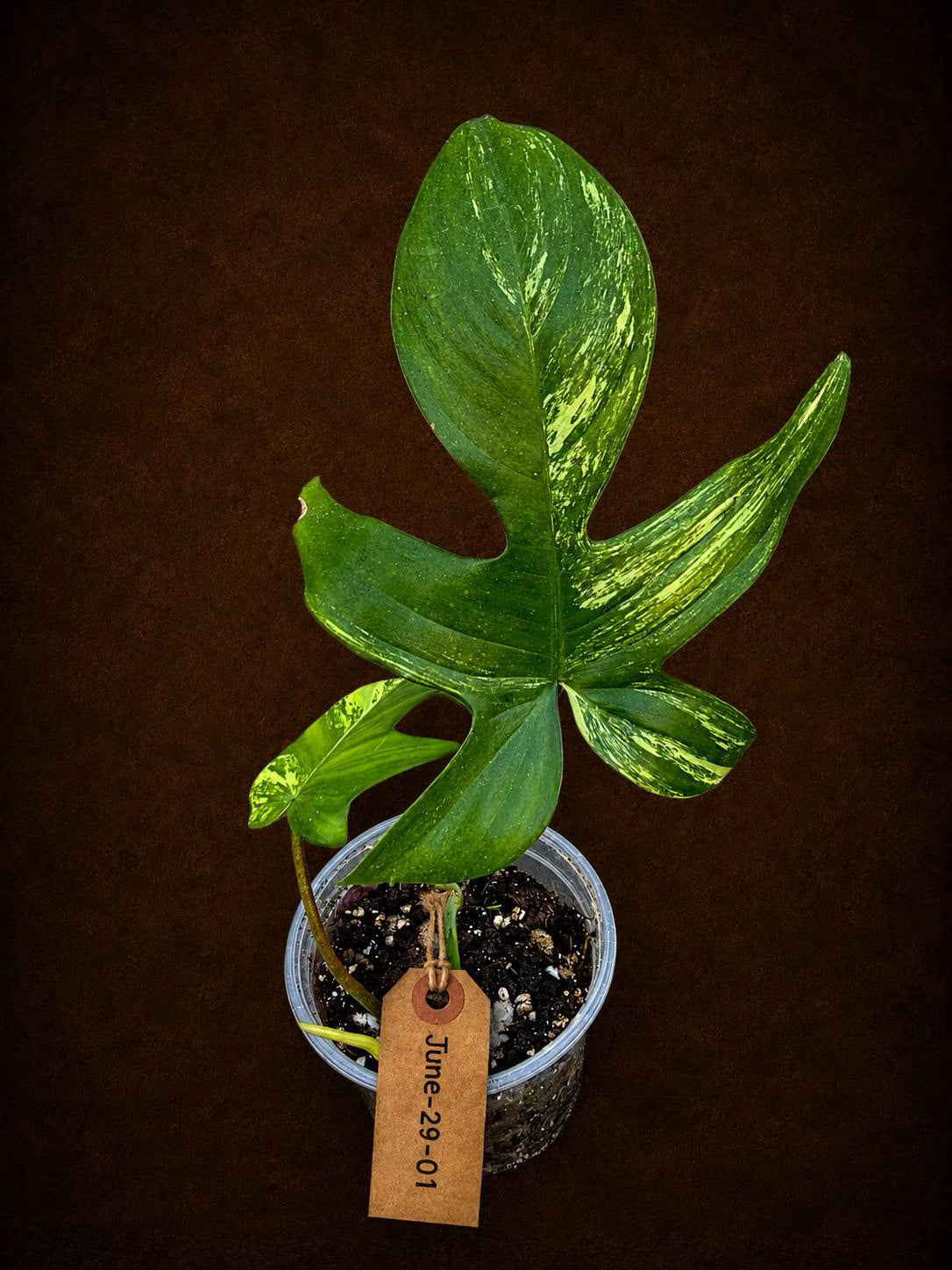 Philodendron Florida Beauty Variegated - Rare Collector Plant - (June-29-01)