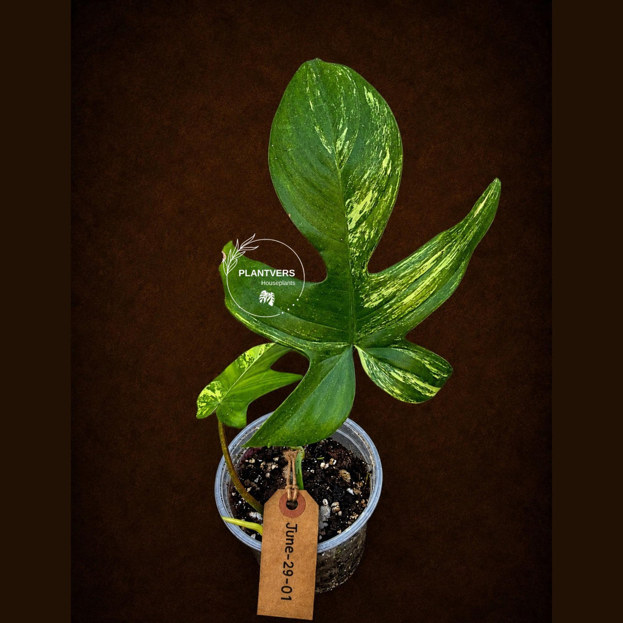 Philodendron Florida Beauty Variegated - Rare Collector Plant - (June-29-01)