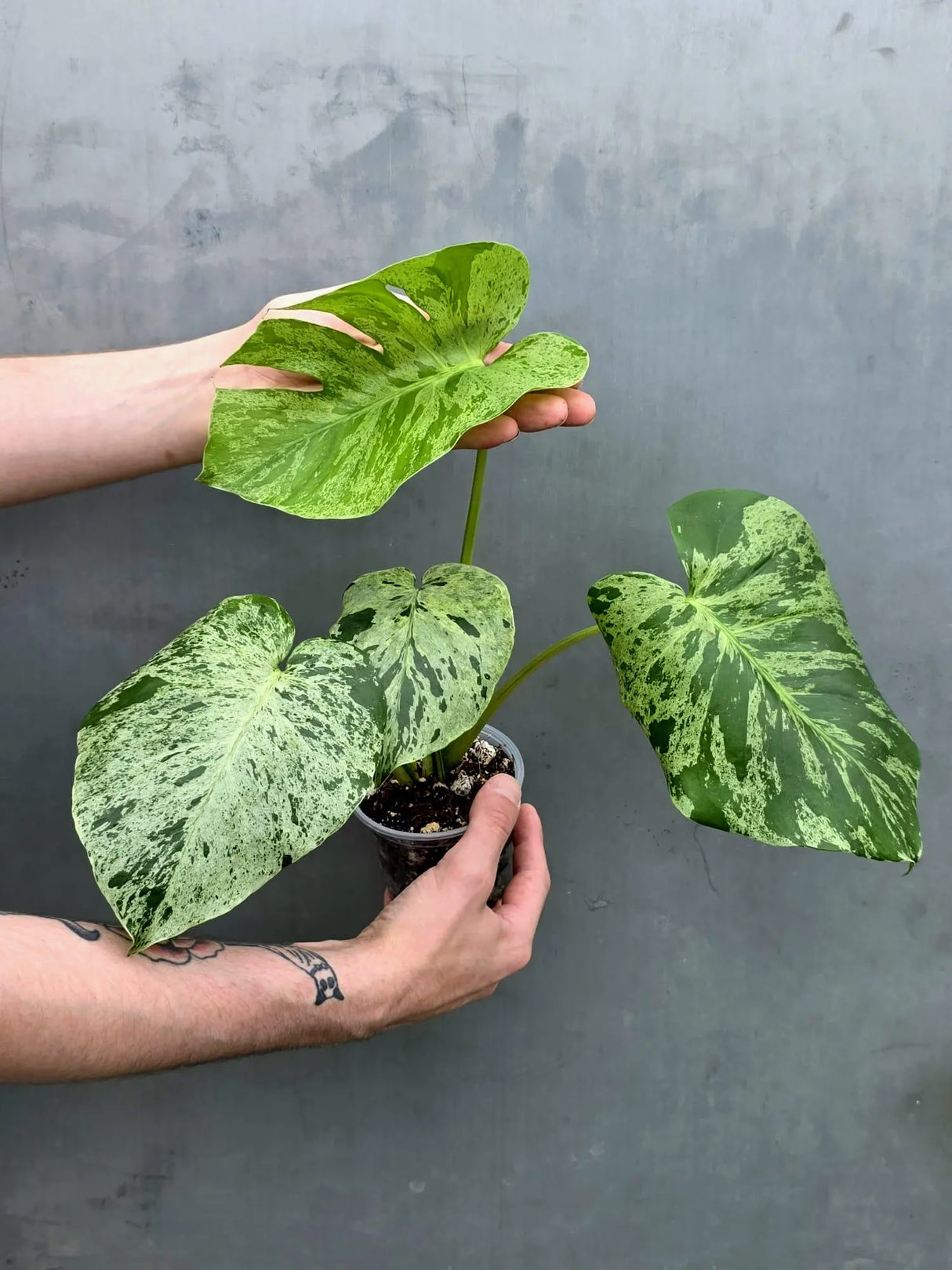 Monstera Bulbasaur Variegated – Rare Live Plant – US Seller (June-17-31)