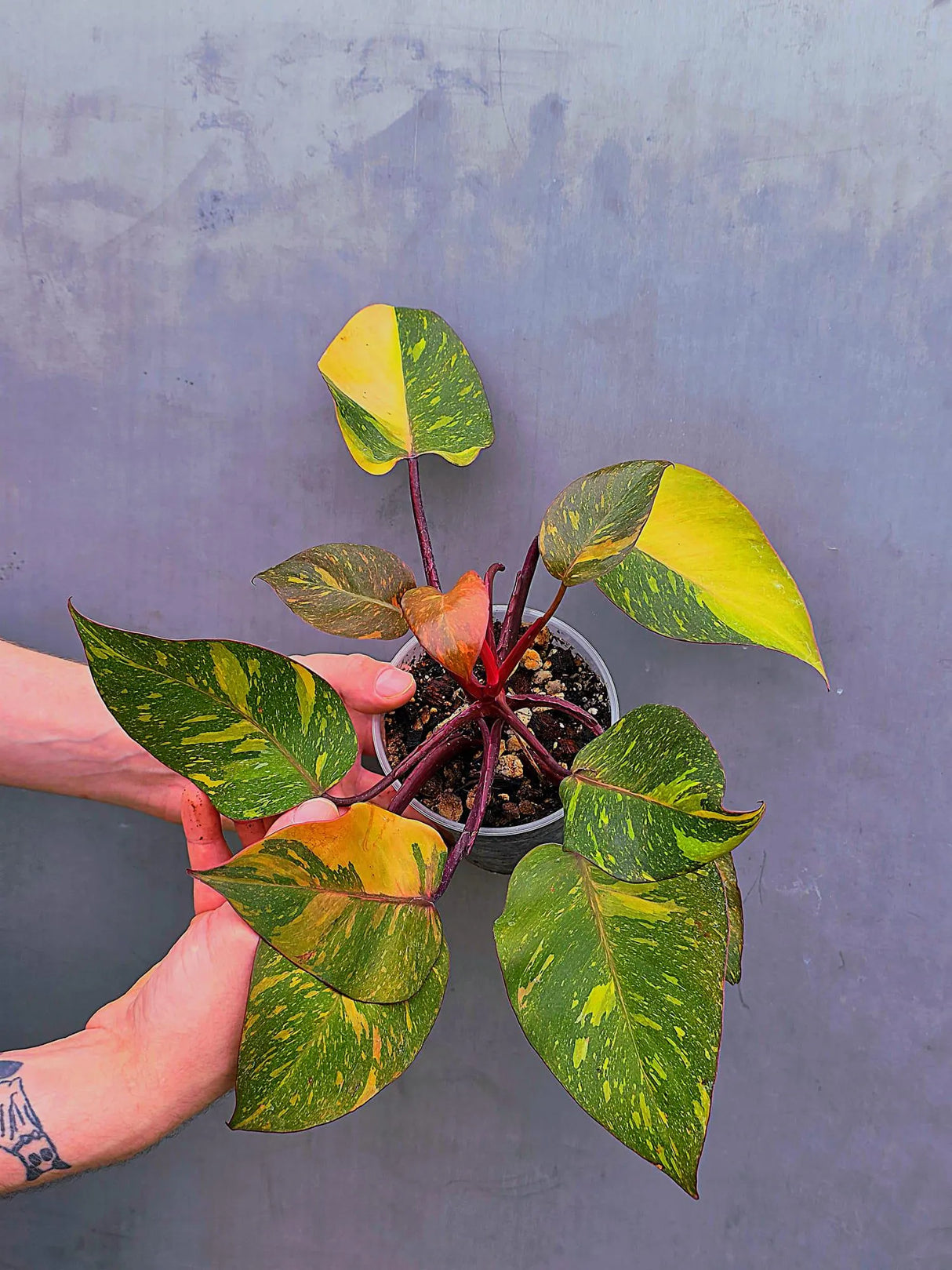 Variegated Philodendron Orange Princess - Rare Exact Plant (June-17-17)