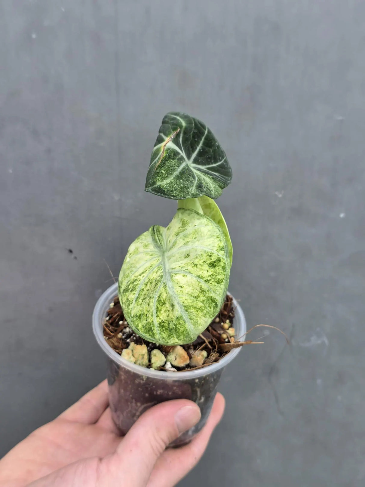 Alocasia Black Velvet Splash Plant - EXACT Plant (June-17-13)