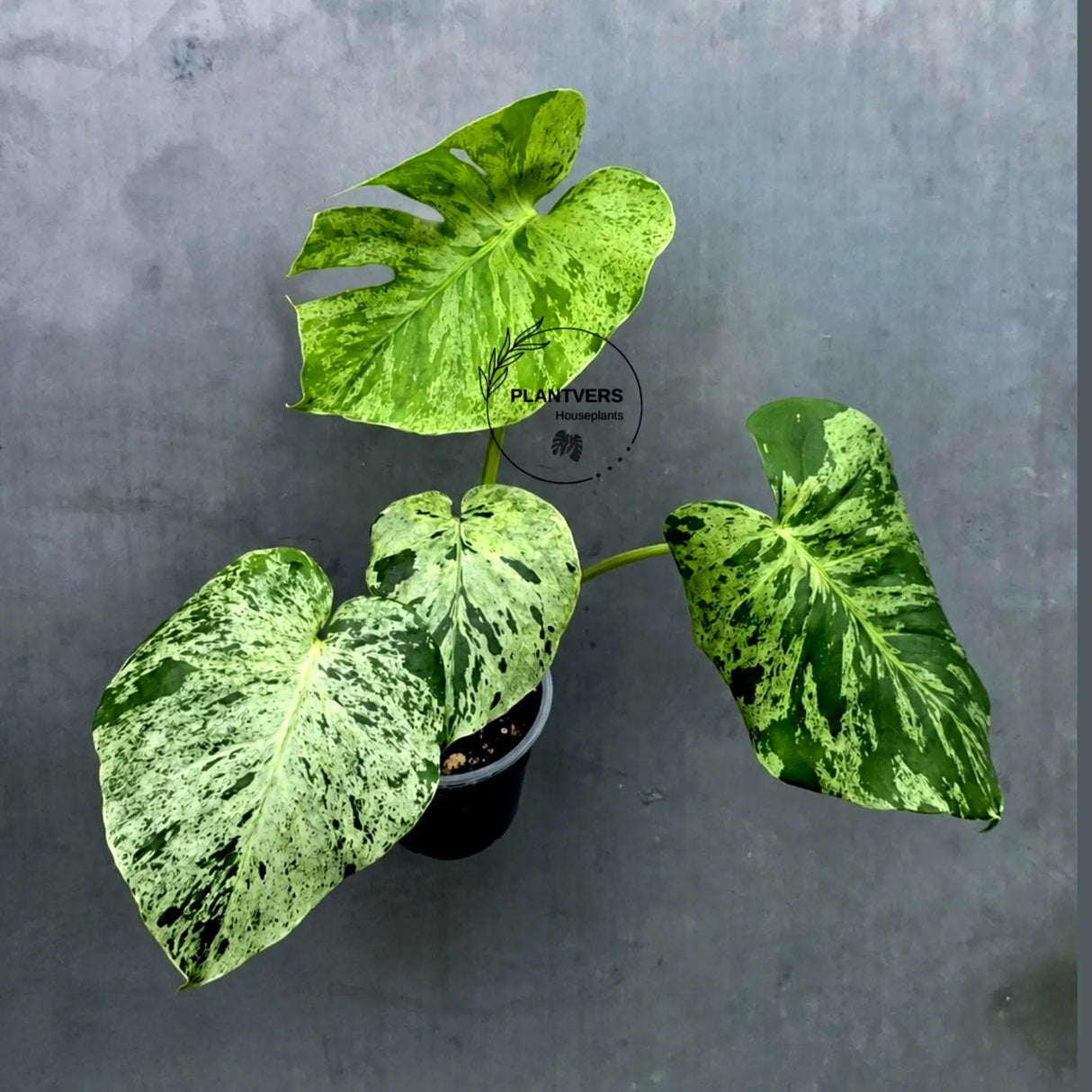 Monstera Bulbasaur Variegated – Rare Live Plant – US Seller (June-17-31)