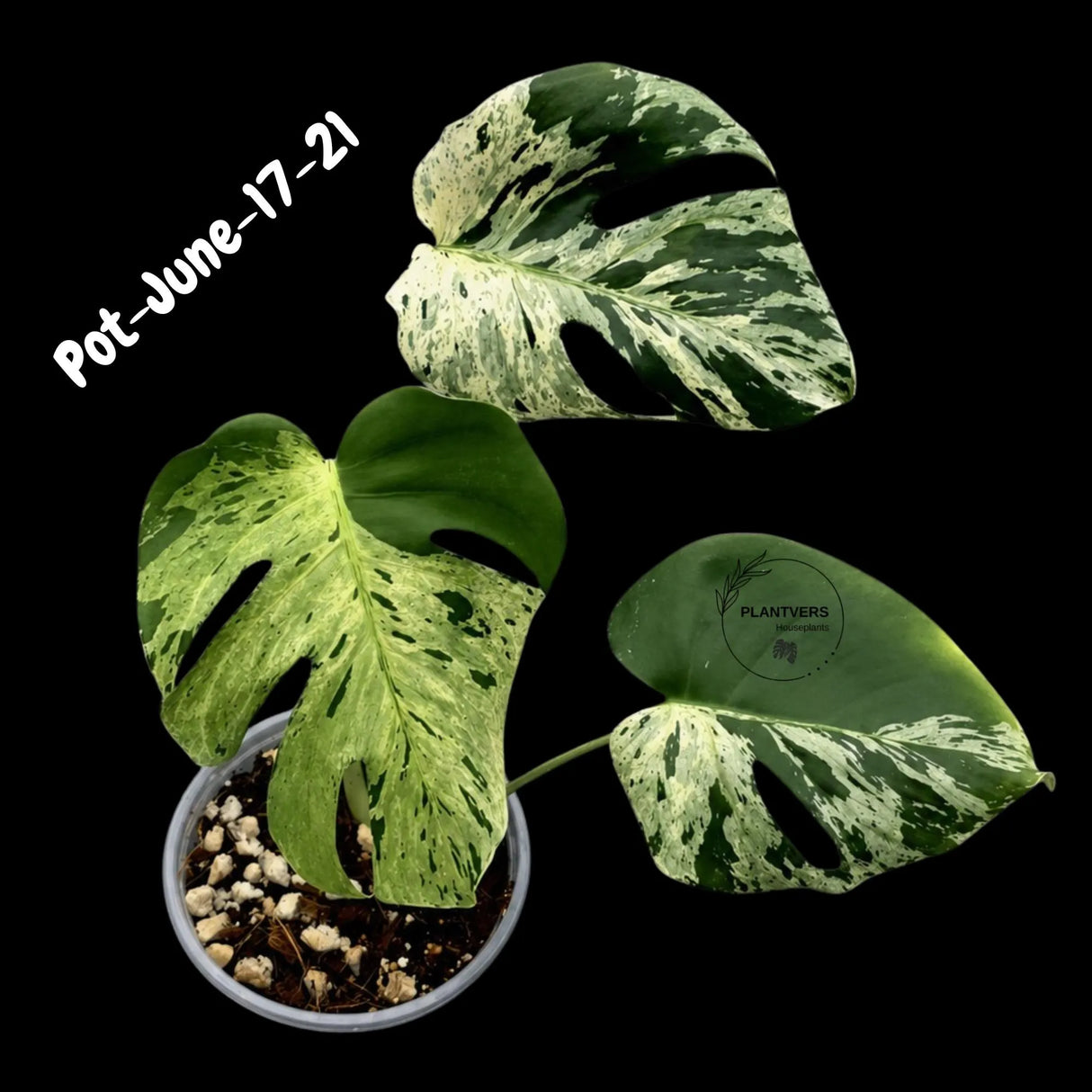 Rare Variegated Monstera Deliciosa Bulbasaur Live Plant - EXACT Collector Houseplant - US Seller