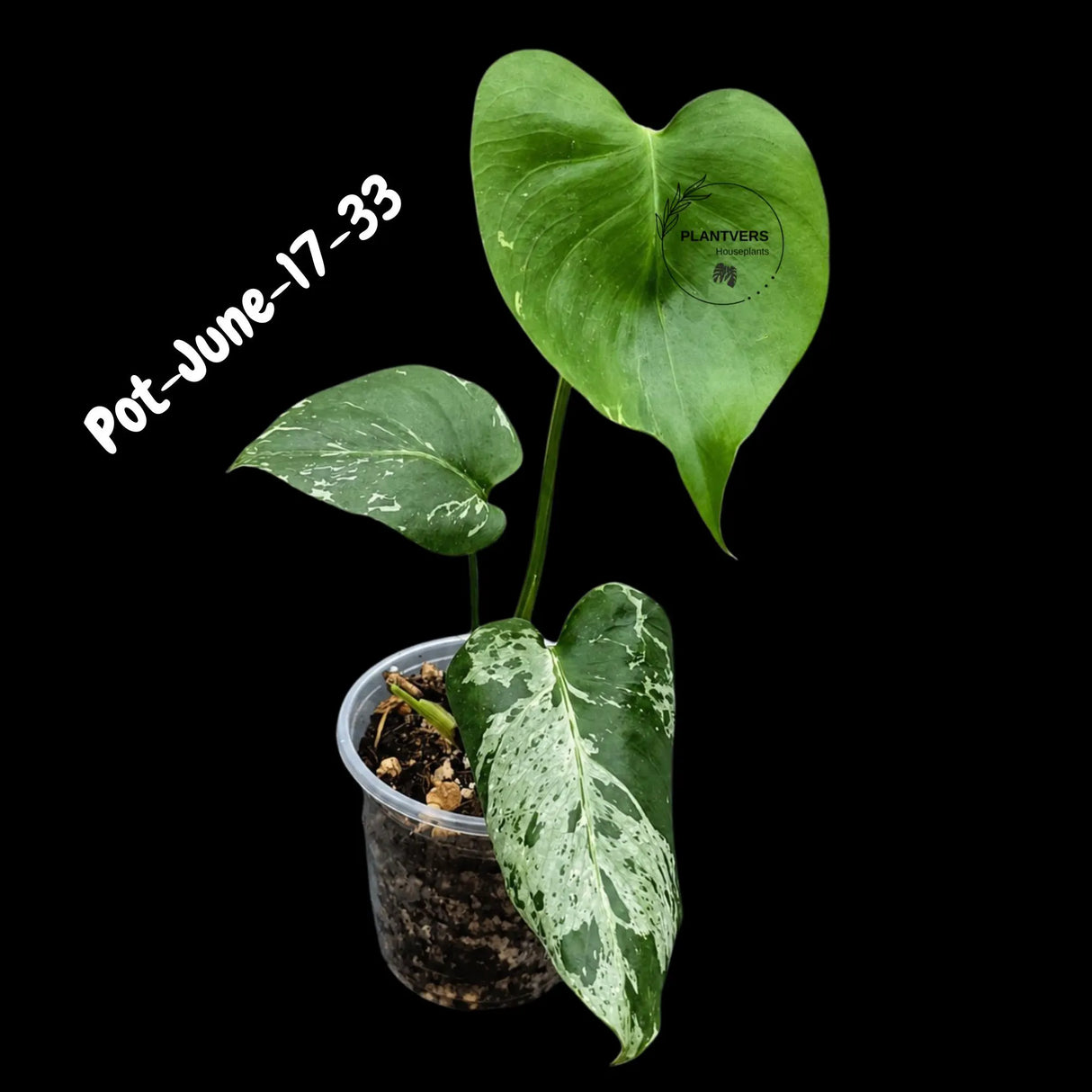 Rare Variegated Monstera Deliciosa Bulbasaur Live Plant - EXACT Collector Houseplant - US Seller