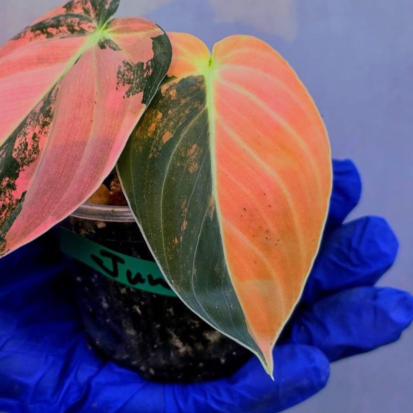 Philodendron Orange Melanochrysum Variegated – Rare Velvet Leaf Plant (June-21-08)