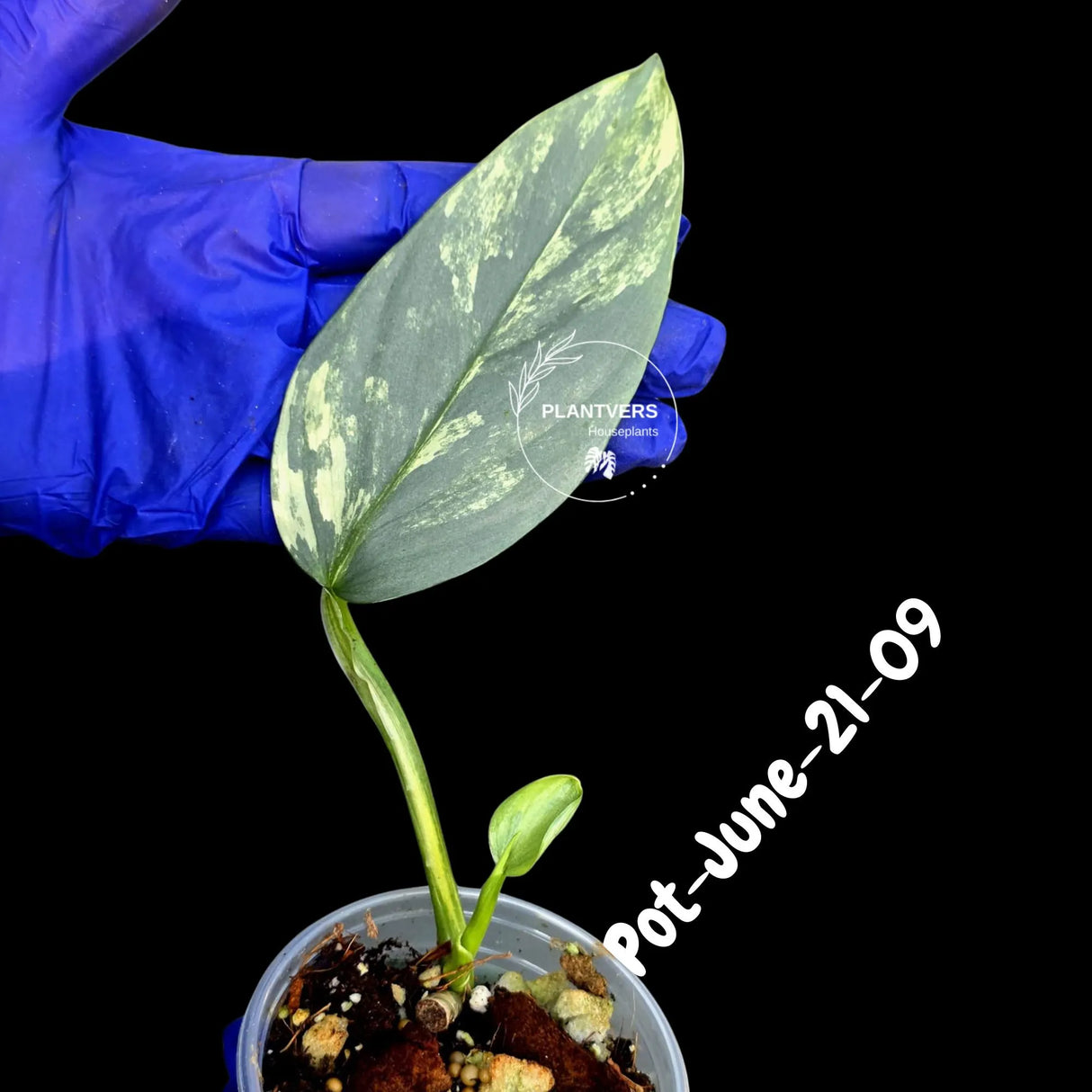 Variegated Silver Sword philodendron - Rare Aroid - Philodendron Hastatum Variegata - Exact Plant - US Seller