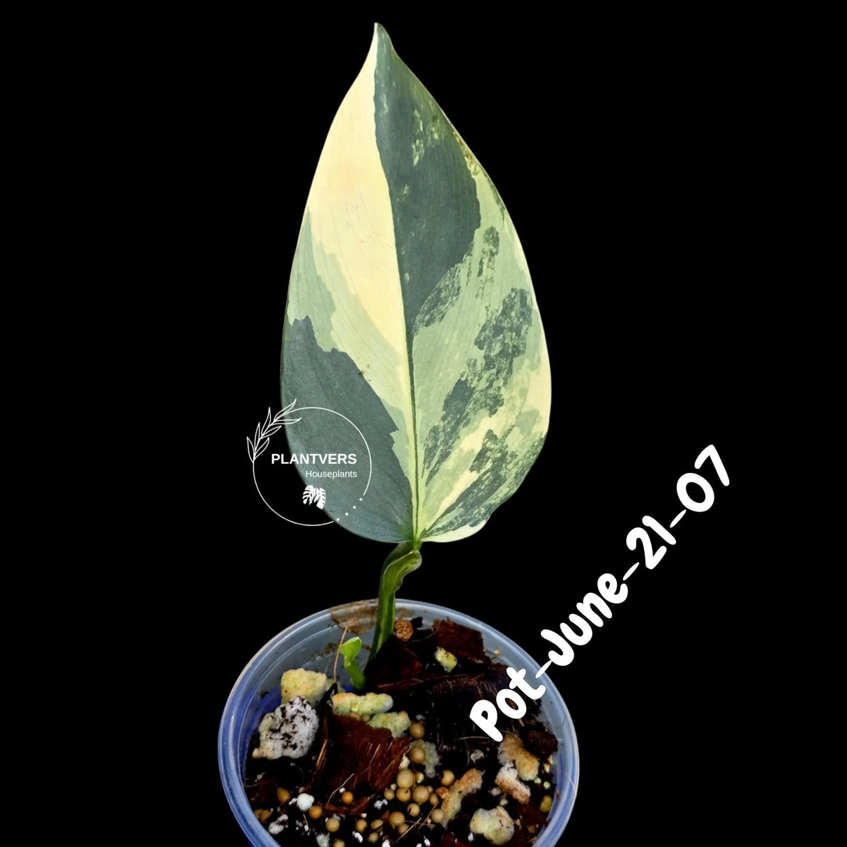 Variegated Silver Sword philodendron - Rare Aroid - Philodendron Hastatum Variegata - Exact Plant - US Seller