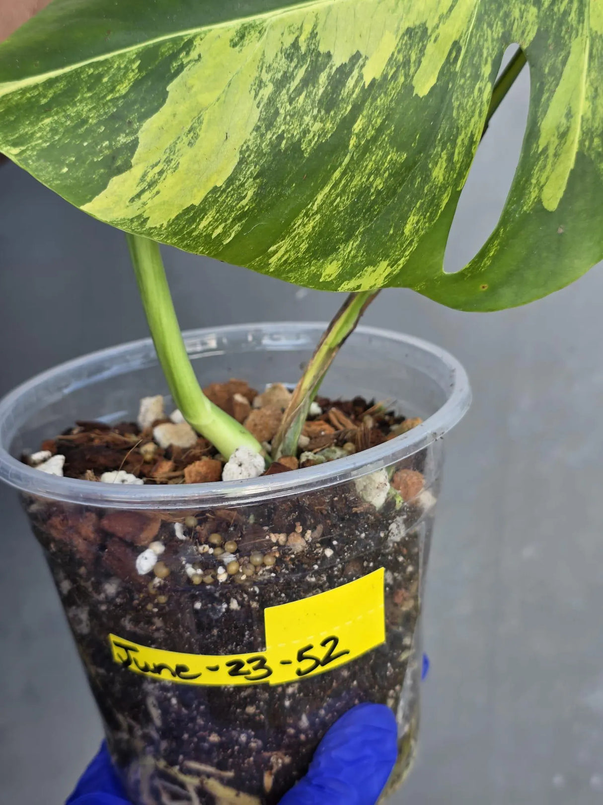 Variegated Monstera Aurea Borsigiana Live plant - Super Rare Monstera Marmota (June-23-52)