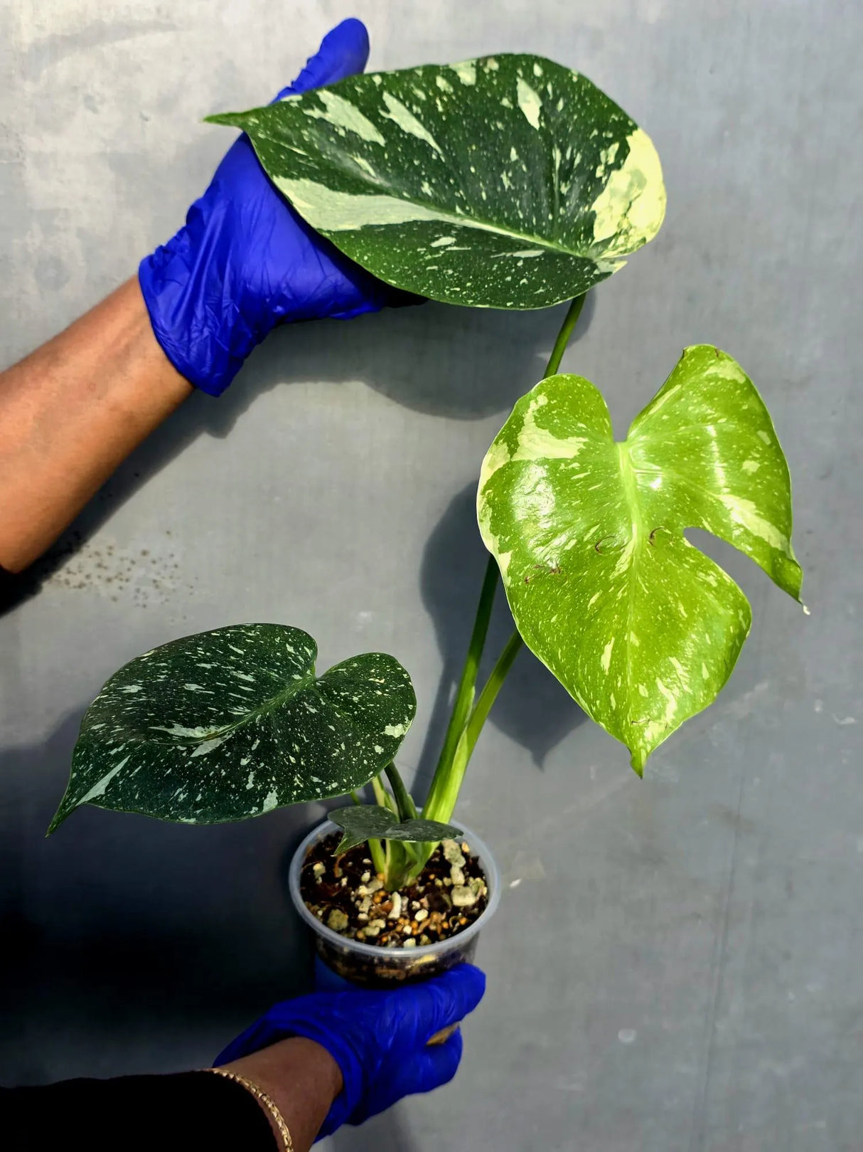 Variegated Monstera Thai Constellation Live Plant - Rare Collector Plant (June-22-44-ER)