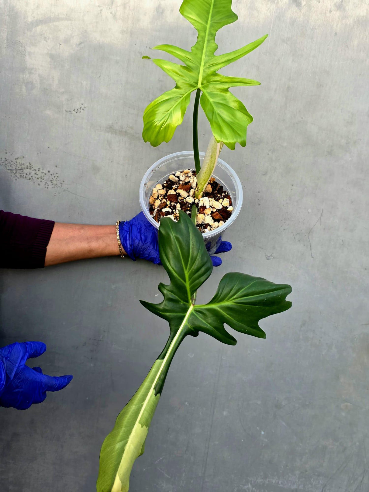 Philodendron Golden Dragon Variegated Established Plant - (June-21-53-ER)