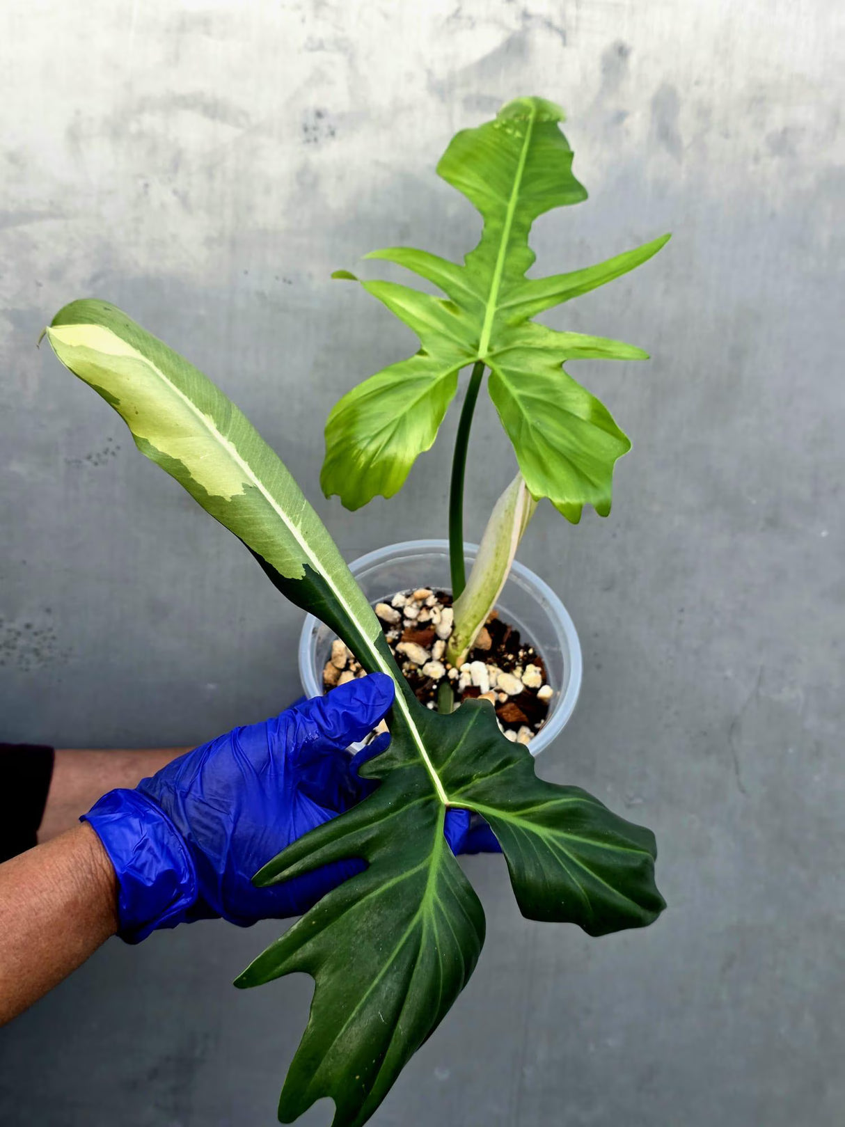 Philodendron Golden Dragon Variegated Established Plant - (June-21-53-ER)