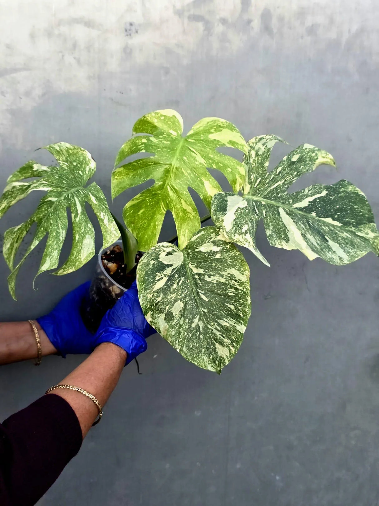 Variegated Monstera Legacy Live Plant - Extremely Rare Monstera Plant (June-21-55-ER)