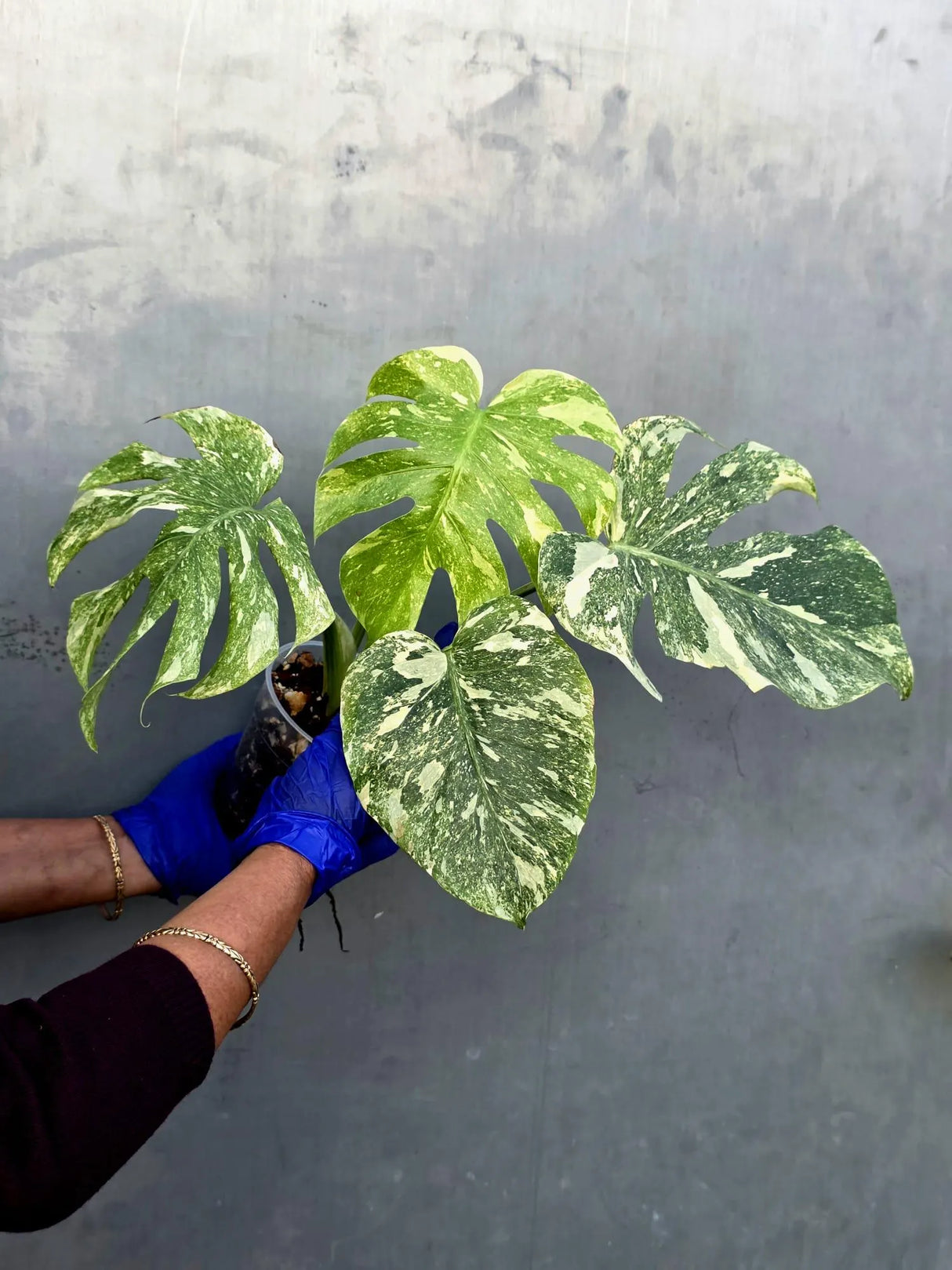 Variegated Monstera Legacy Live Plant - Extremely Rare Monstera Plant (June-21-55-ER)