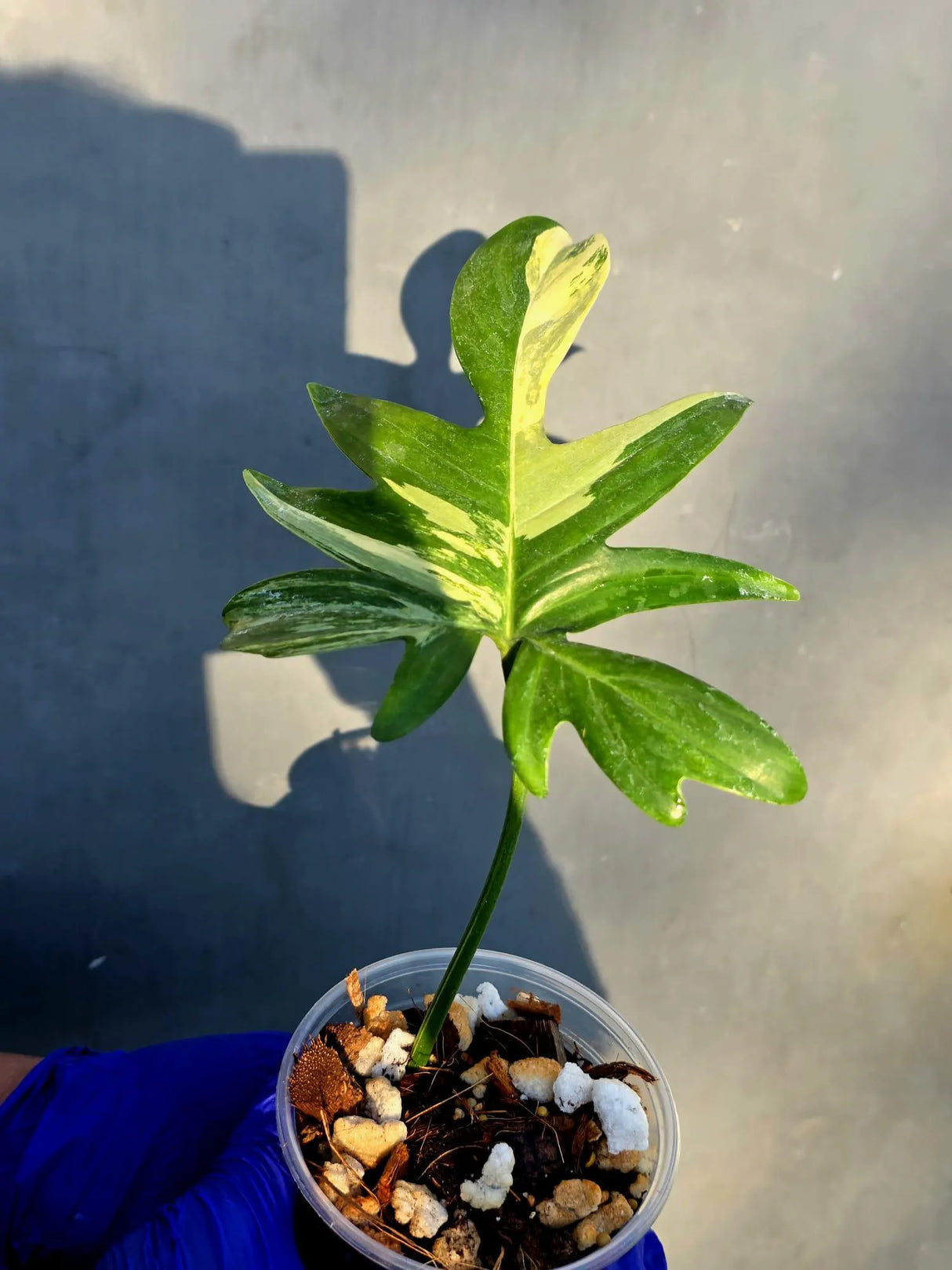 Philodendron Pedatum Variegated - Rare Variegated Oak Leaf (June-22-102-ER)