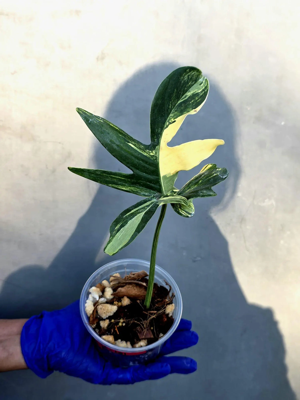 Philodendron Pedatum Variegated - Rare Variegated Oak Leaf Philodendron (June-22-101-ER)
