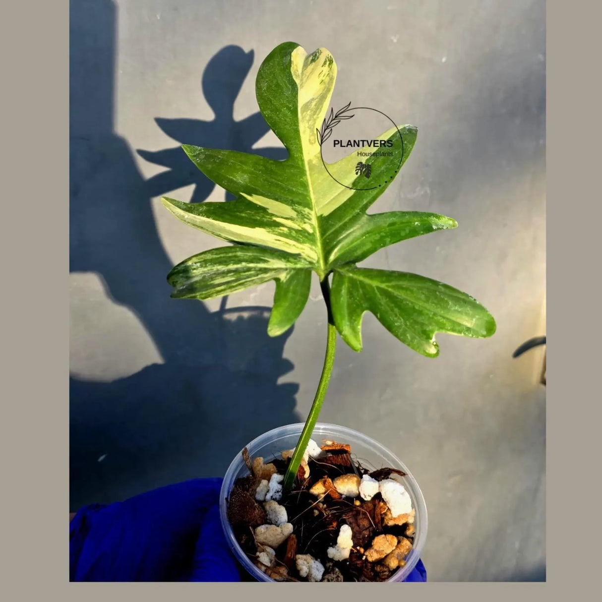 Philodendron Pedatum Variegated - Rare Variegated Oak Leaf (June-22-102-ER)