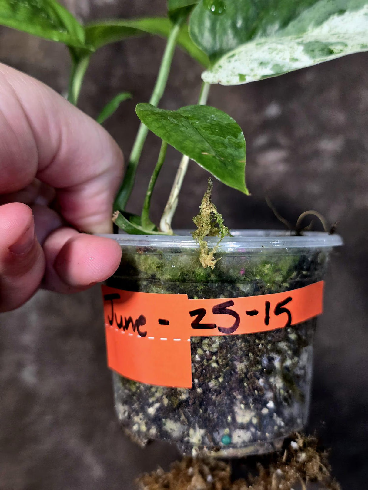 Epipremnum Pinnatum Albo Variegated - Climbing Aroid - (June-25-15)