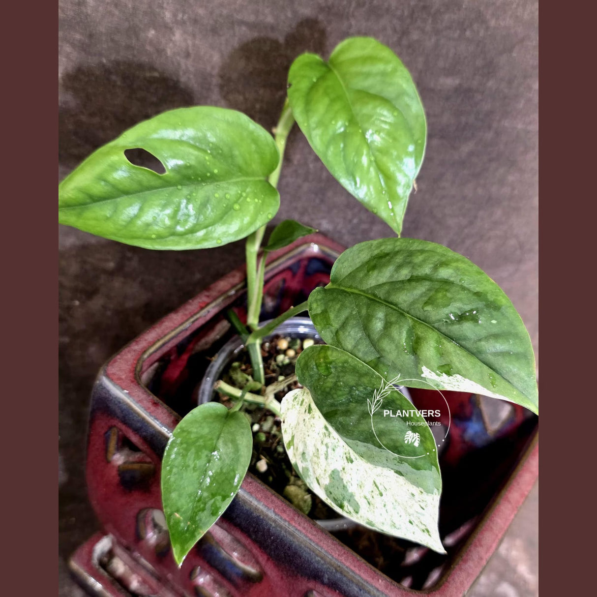 Epipremnum Pinnatum Albo Variegated - Climbing Aroid - (June-25-15)