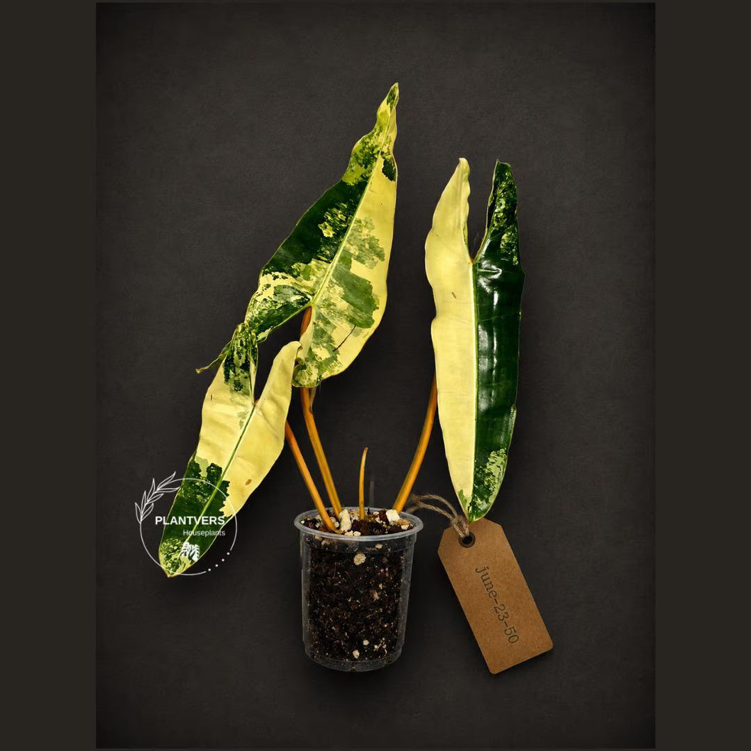 Variegated Philodendron Billietiae Live Plant - Rare Large Leaf (June-23-50-ER)