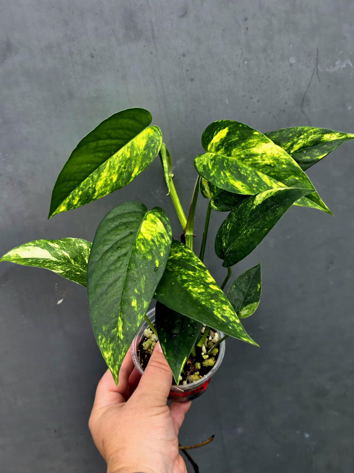 Rare Variegated Golden Flame Epipremnum Pinnatum - Exact Plant - (June-26-23)