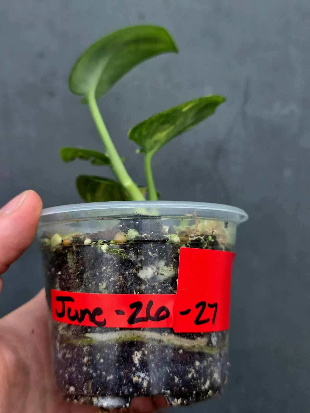Scindapsus Jade Satin Variegated - Yellow Variegation (June-26-27)