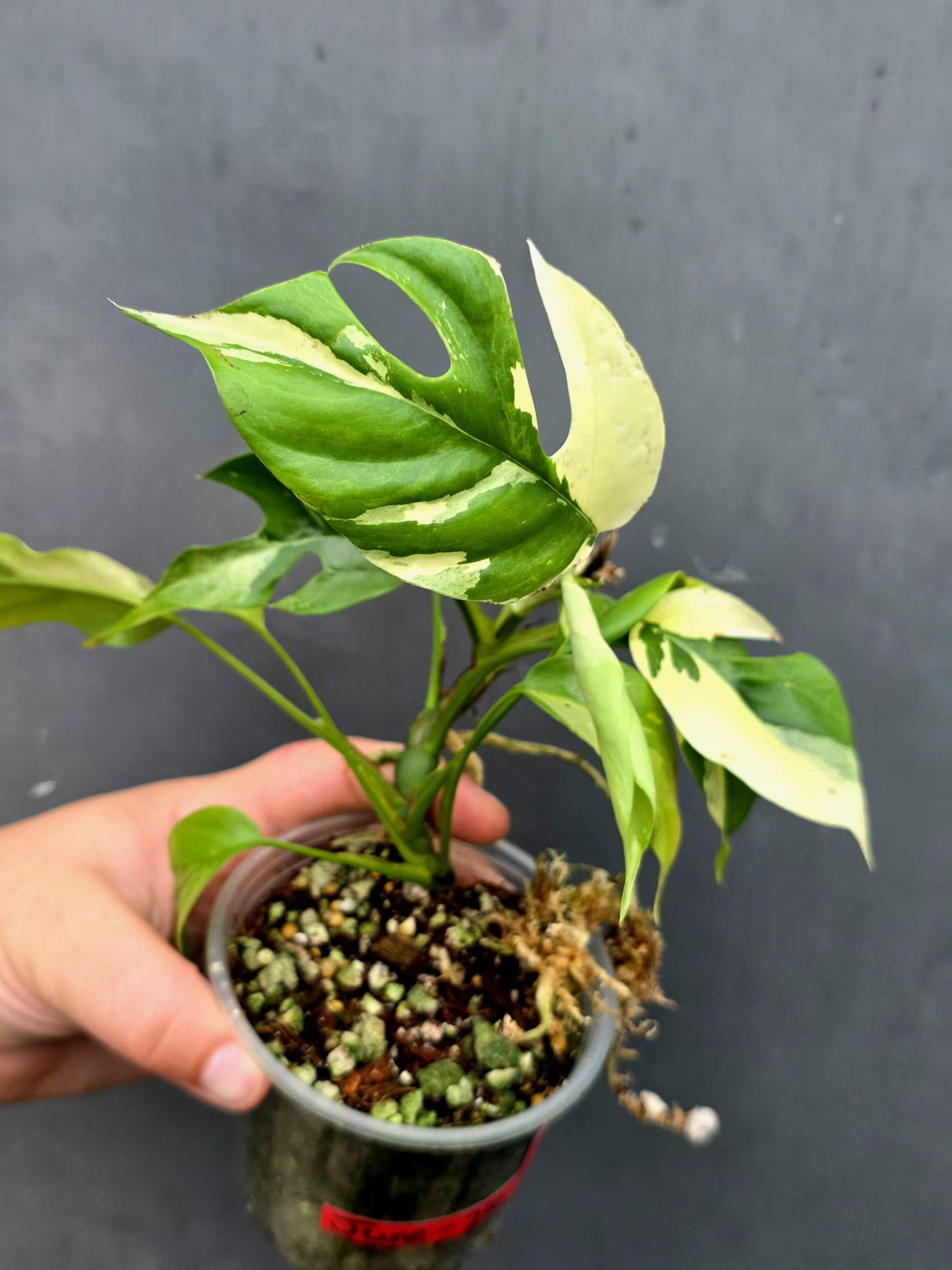 Variegated Rhaphidophora Tetrasperma Albo - Collector's Aroid(June-26-29)