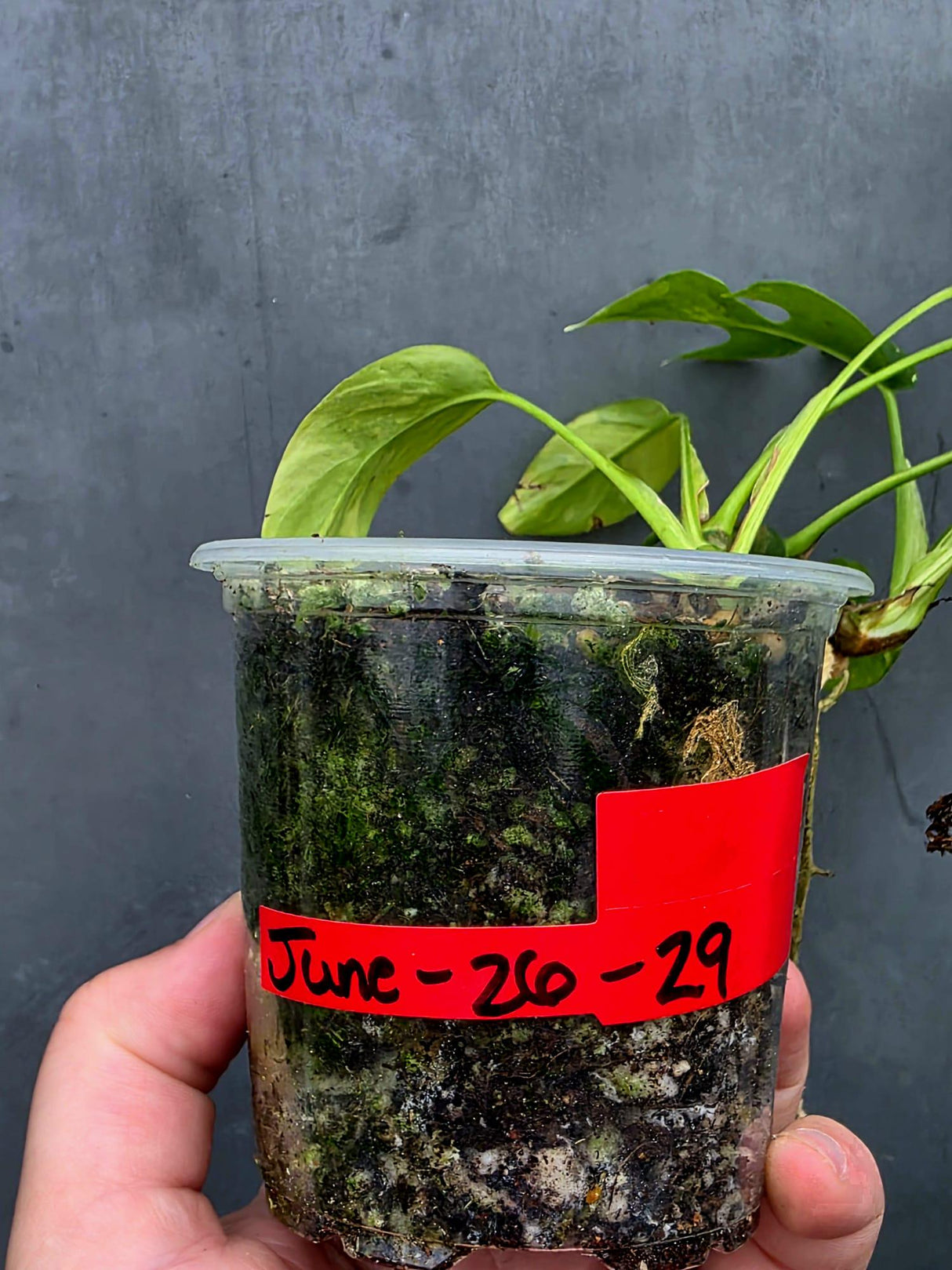 Variegated Rhaphidophora Tetrasperma Albo - Collector's Aroid(June-26-29)