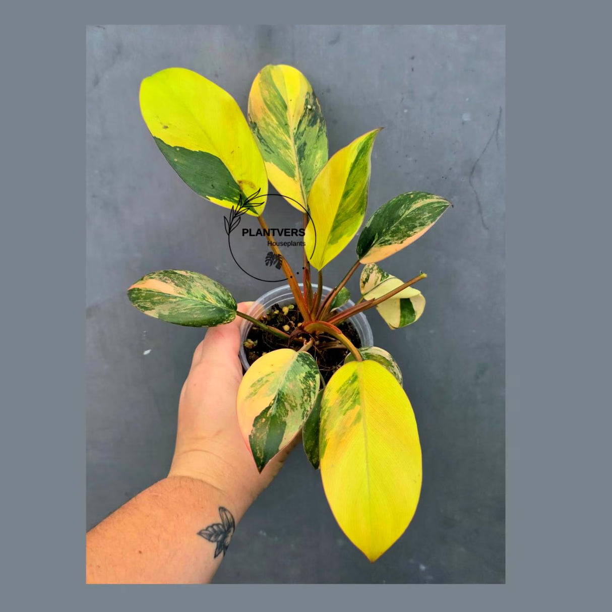 Variegated Black Cardinal Philodendron – Rare Collector Plant (June-26-21-ER)