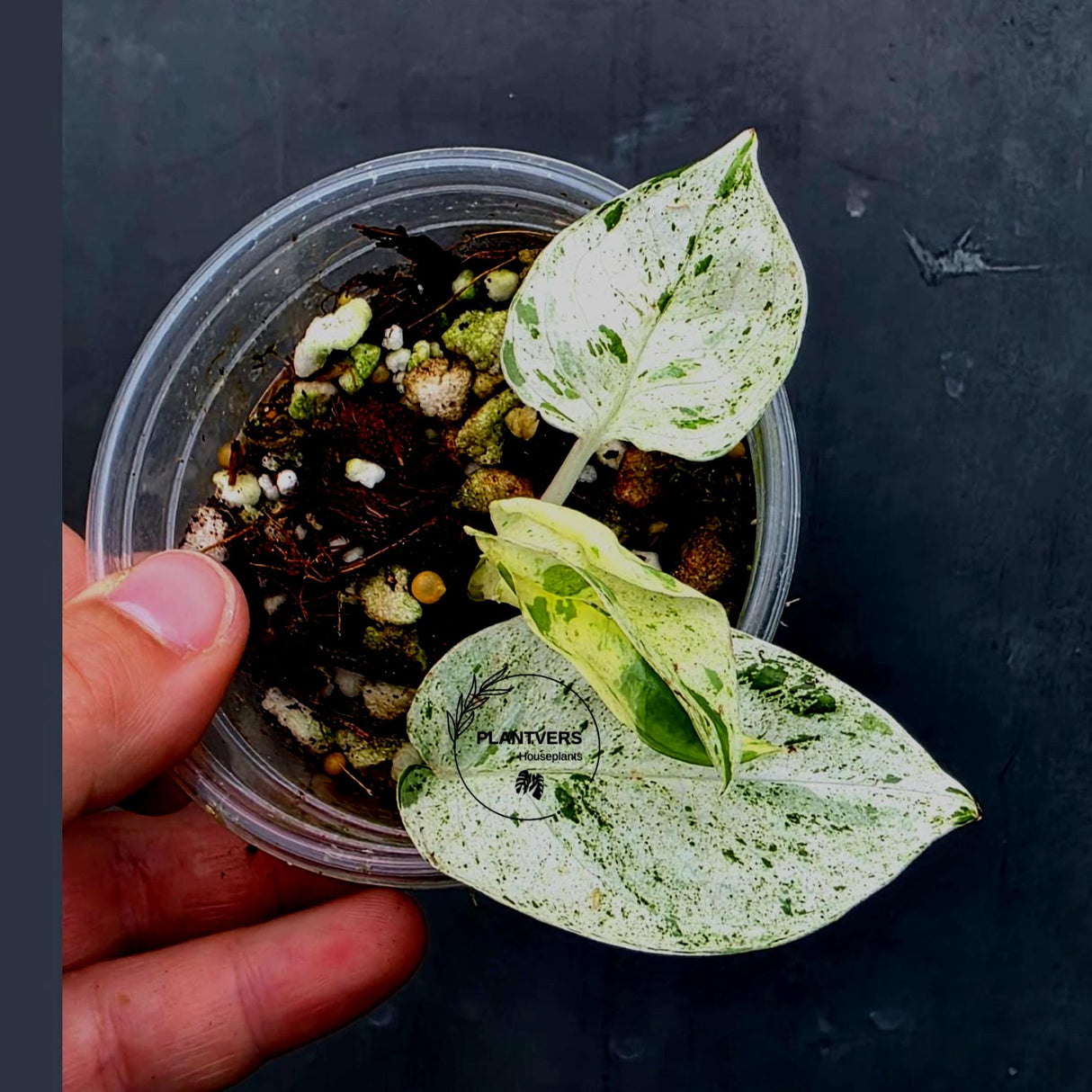 RARE Variegated Epipremnum Pinnatum Albo - High Variegated Plant (June-26-28)