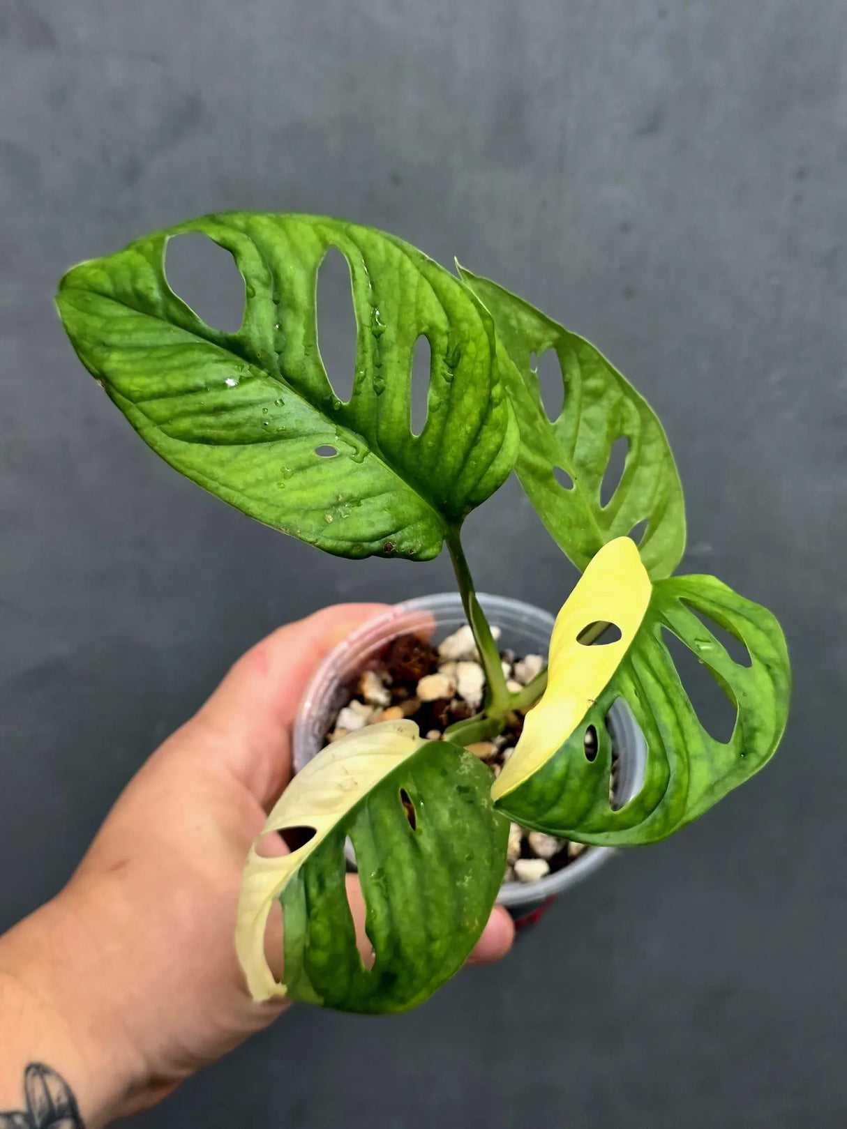 Variegated Monstera Adansonii Albo - Swiss Cheese Plant (June-26-15)