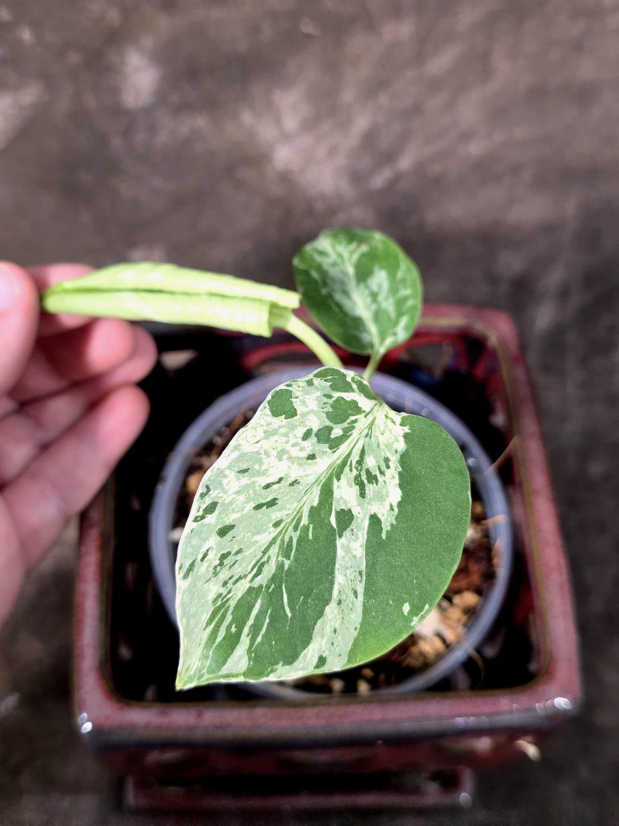 Super Rare Monstera Bulbasaur Variegated Live Plant - Exotic Collector Mint - (July-10-07)