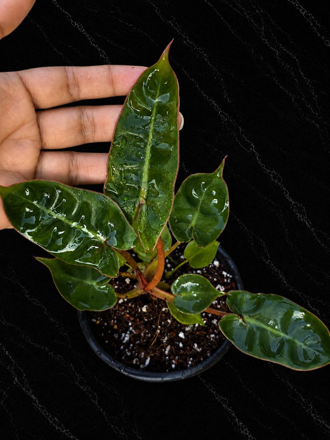 Philodendron Billietiae Starter Plant in 3" Pot β Rare Climbing Aroid β Tropical Indoor Houseplant β Live Collector Plant