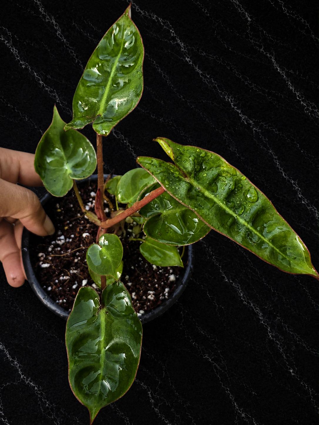 Philodendron Billietiae Starter Plant in 3" Pot β Rare Climbing Aroid β Tropical Indoor Houseplant β Live Collector Plant