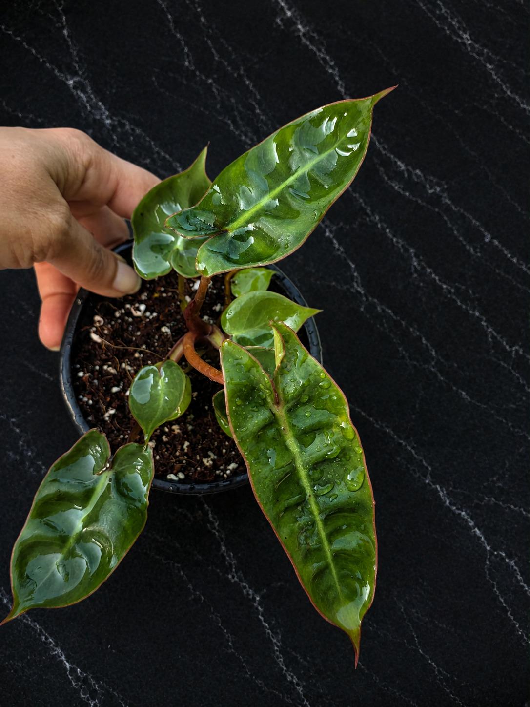 Philodendron Billietiae Starter Plant in 3" Pot β Rare Climbing Aroid β Tropical Indoor Houseplant β Live Collector Plant