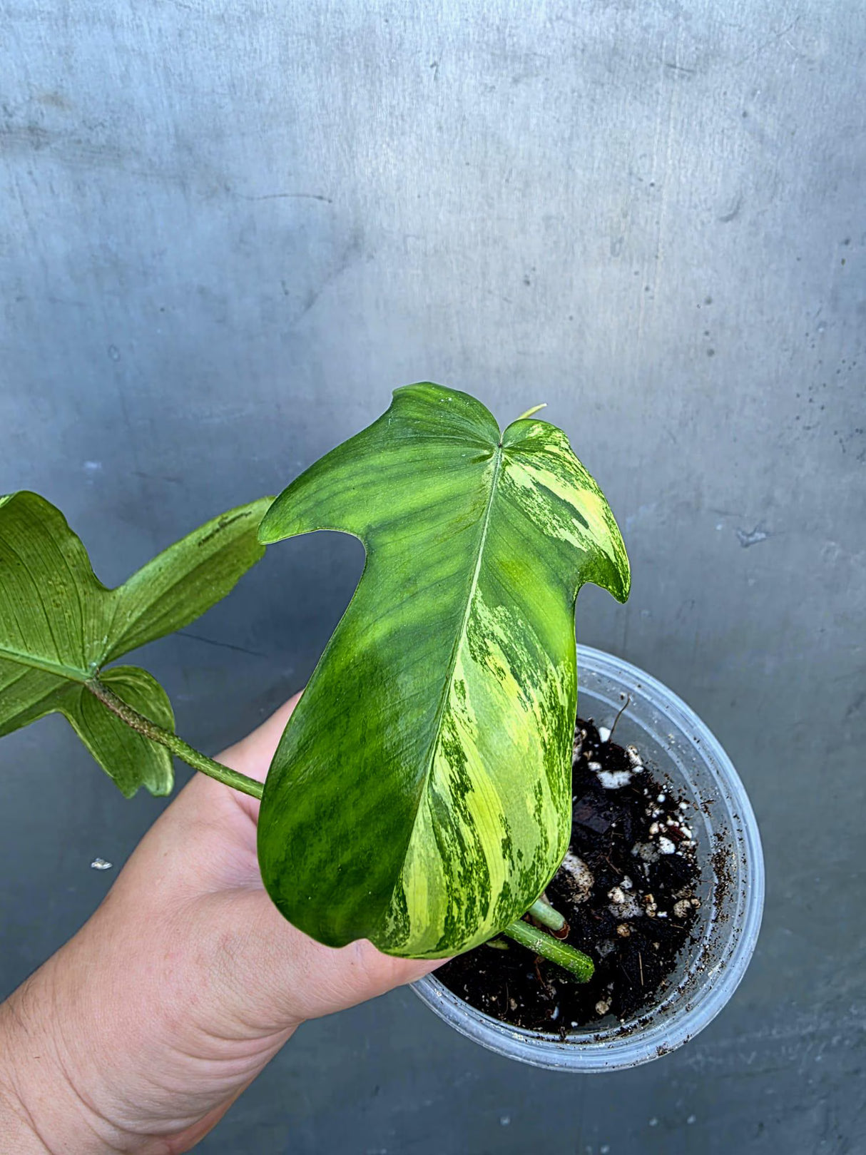 Philodendron Florida Beauty Variegated - Rare Collector Plant - (June-29-01)