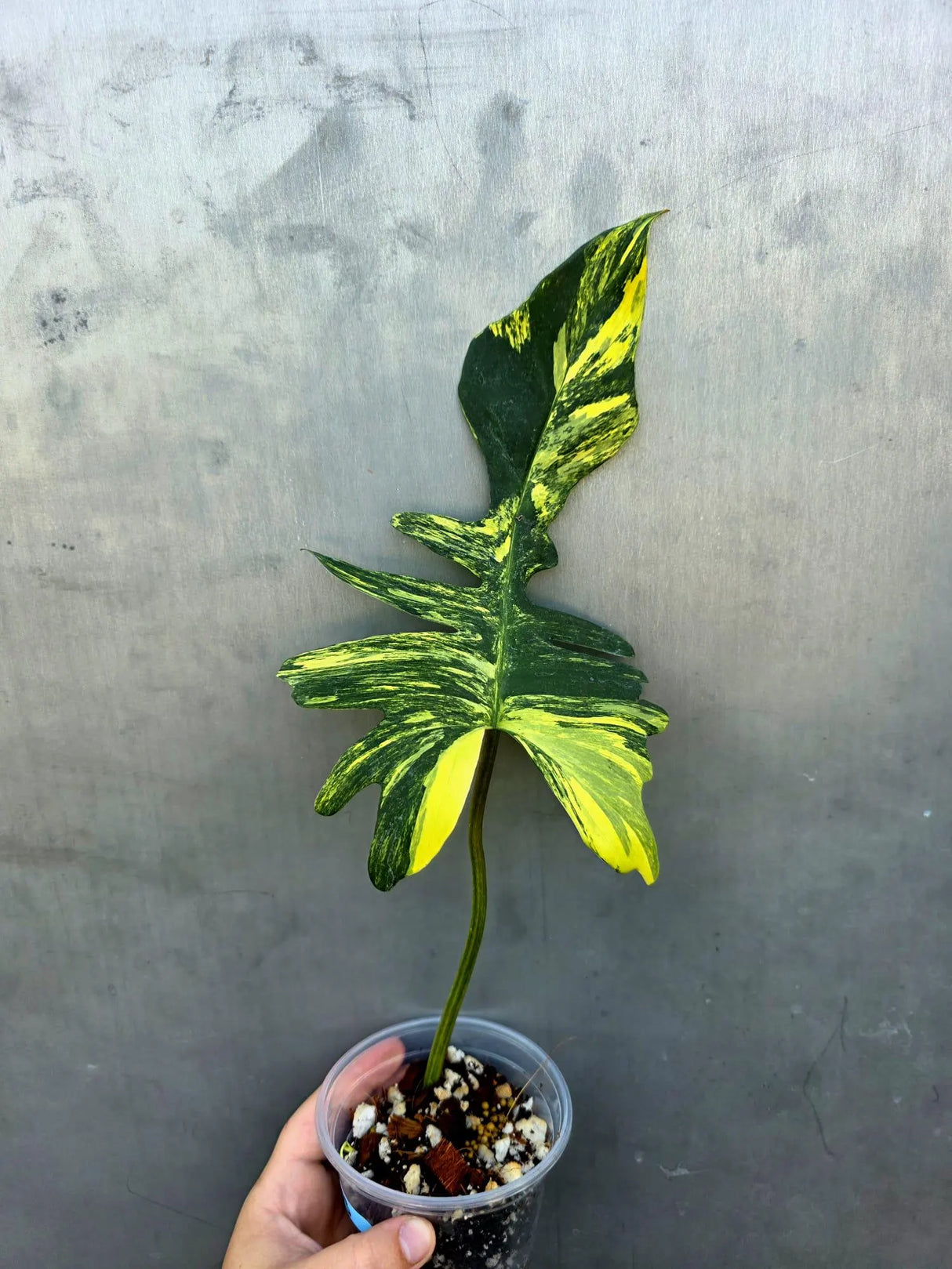 Variegated Philodendron Florida Beauty x Mayoi - Rare Plant (June-29-03-ER )