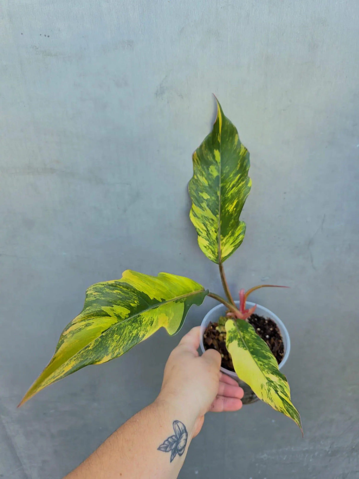 Philodendron Caramel Marble Variegated - EXACT Plant - (June-29-05-ER )
