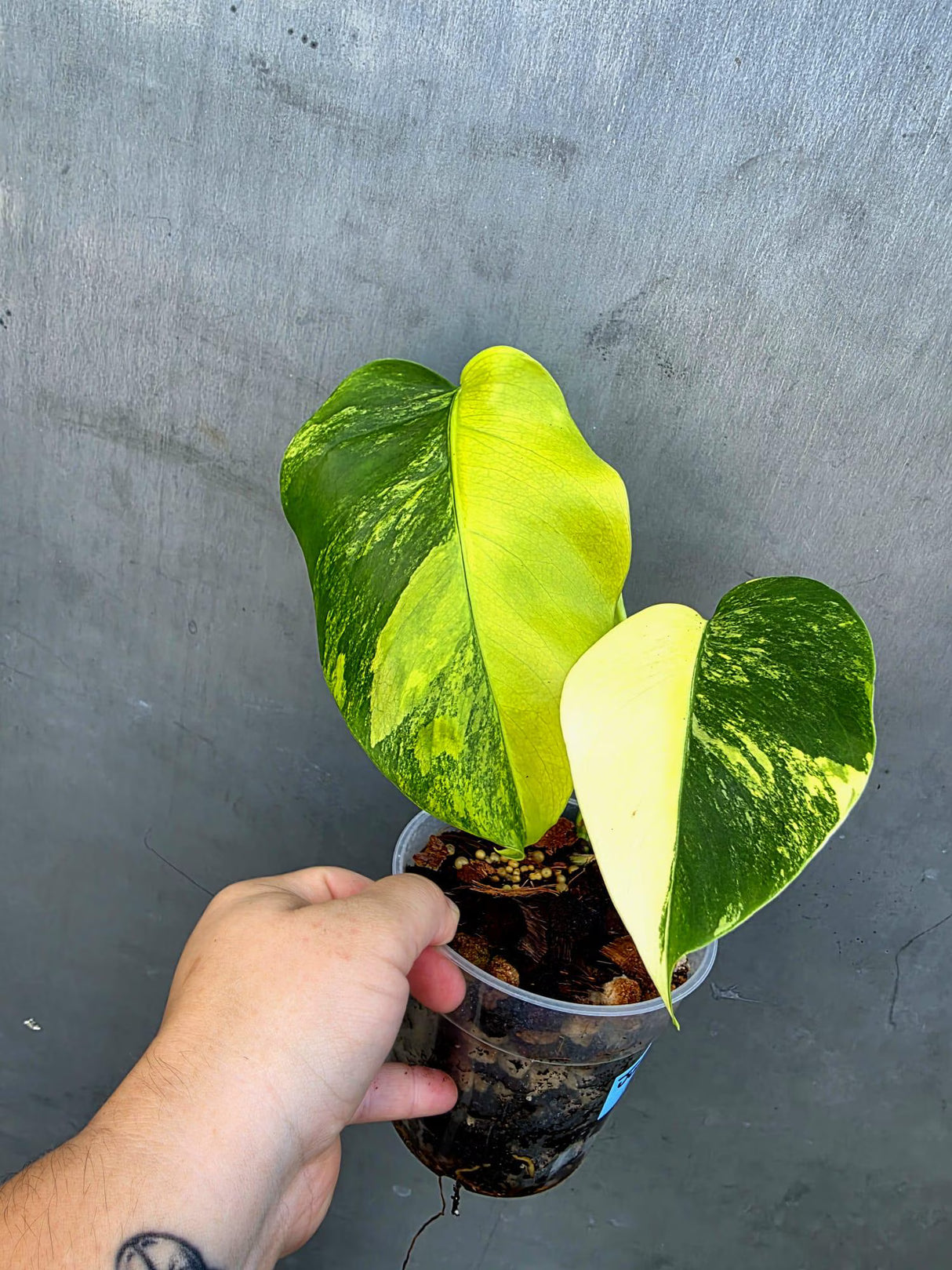 Monstera Borsigiana Aurea Variegated - Exact Rare Tropical Aroids (June-29-07)