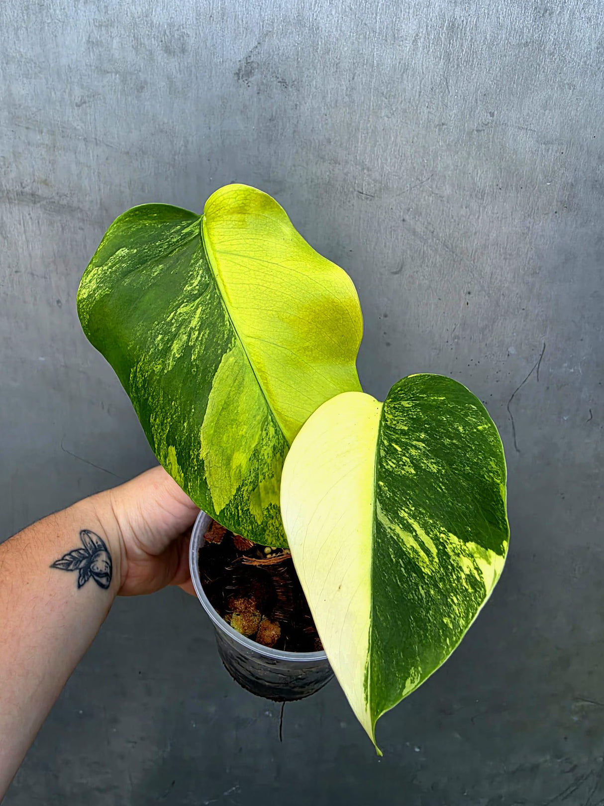 Monstera Borsigiana Aurea Variegated - Exact Rare Tropical Aroids (June-29-07)