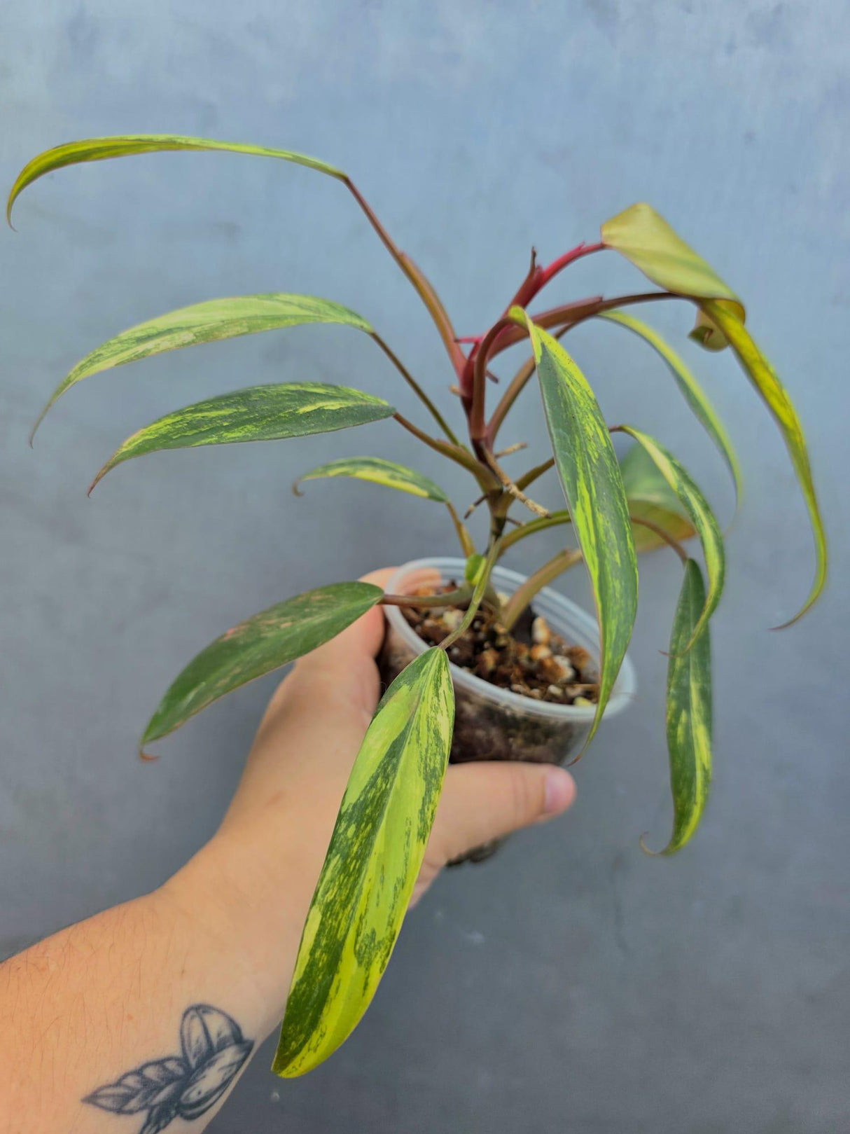 Variegated Philodendron Strawberry Shake - EXACT Plant (June-29-10)