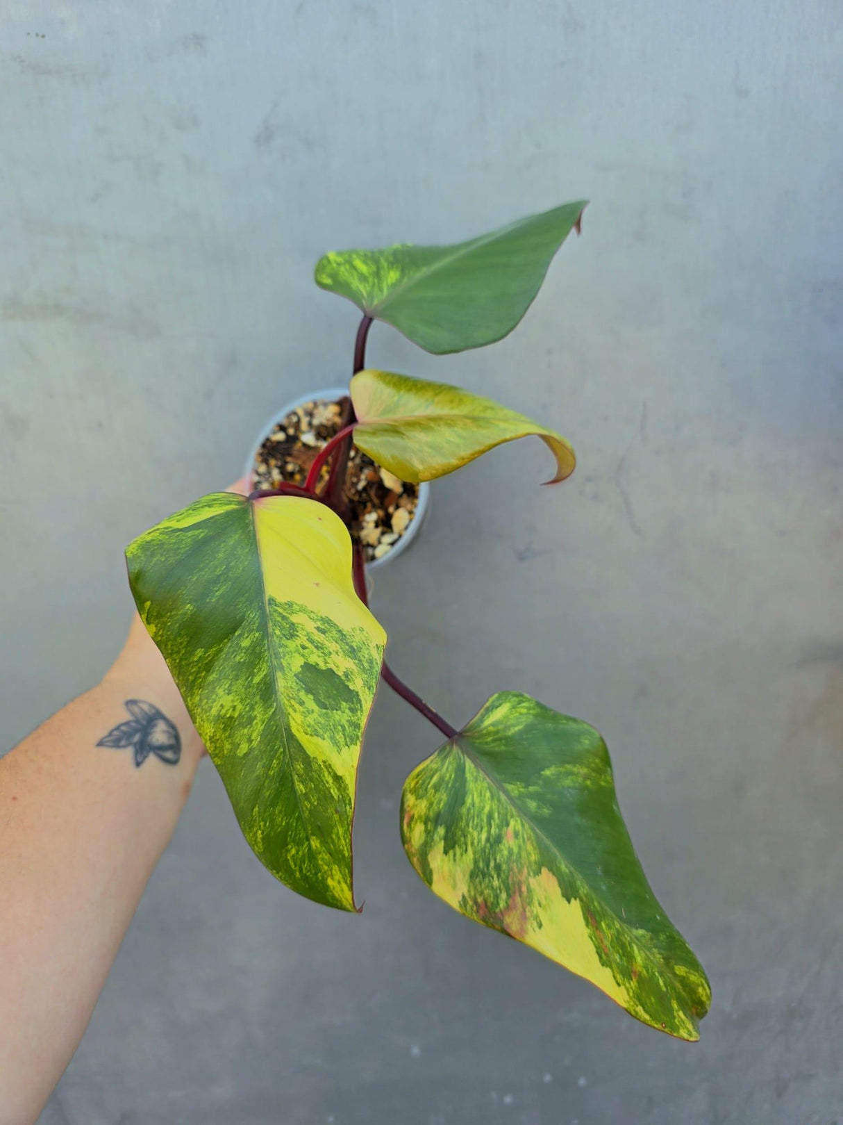 Variegated Philodendron Strawberry Shake Live Plant - EXACT Plant (June-29-17)