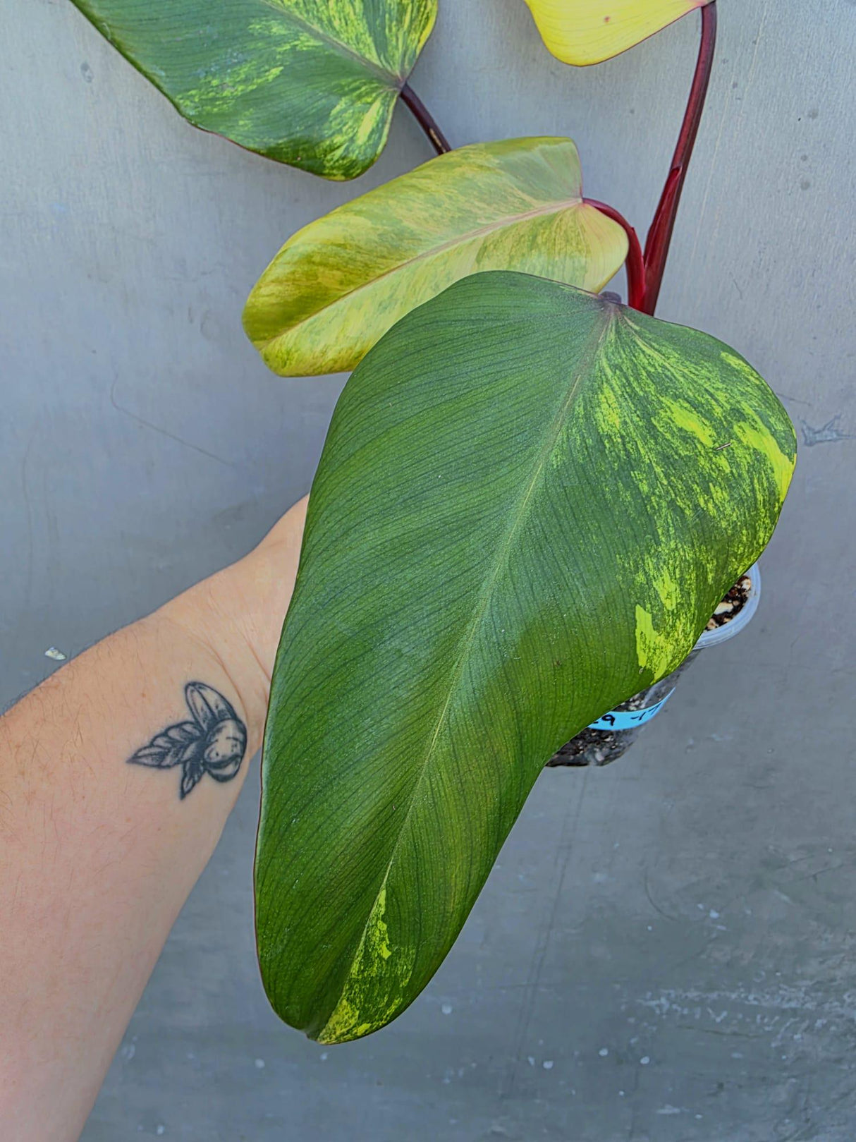Variegated Philodendron Strawberry Shake Live Plant - EXACT Plant (June-29-17)