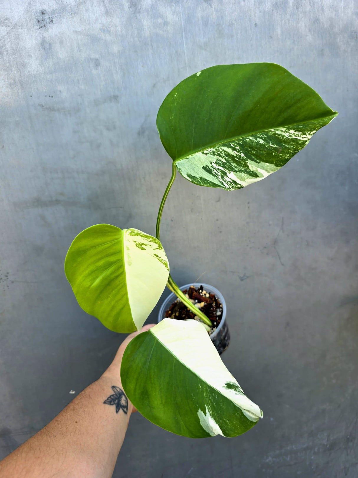 Variegated Monstera Albo Half-Moon Leaf Plant - Albo Borsigiana (June-29-13)