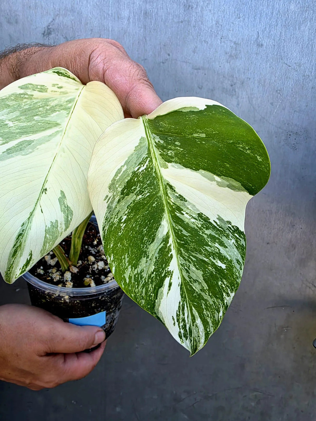 Variegated Monstera Albo - Rare White Monstera Borsigiana Baby Leaf(June-29-12)