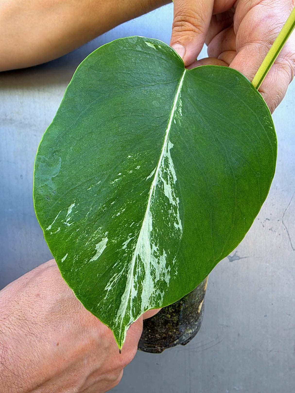 Variegated Monstera Albo - Rare White Monstera Borsigiana (June-29-15)